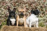 BOULEDOGUE FRANCAIS 1257